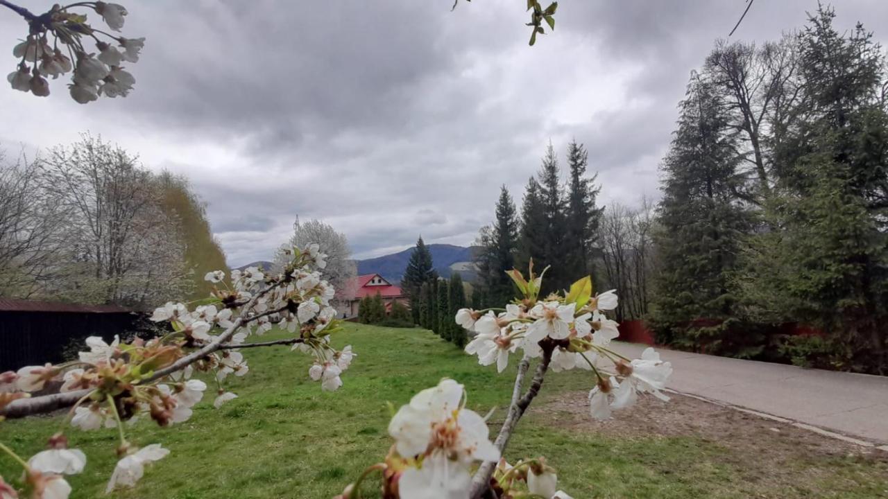 Cabana Scaricica Hotell Alexandru cel Bun Eksteriør bilde